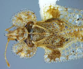   Corythucha spinosa  head and thorax, dorsal view; photo courtesy of USDA APHIS PPQ ITP imageID 
