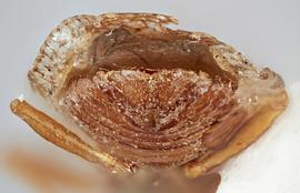   Cysteochila seydeli  female, caudal view; photo: Paul Langlois, USDA APHIS PPQ ITP Node, bugwood.org 
