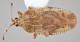   Cysteochila seydeli  female, dorsal view; photo: Paul Langlois, USDA APHIS PPQ ITP Node, bugwood.org 
