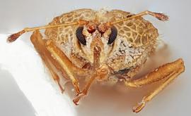   Cysteochila seydeli  female, frontal view; photo: Paul Langlois, USDA APHIS PPQ ITP Node, bugwood.org 
