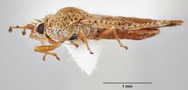   Cysteochila seydeli  female, lateral view; photo: Paul Langlois, USDA APHIS PPQ ITP Node, bugwood.org 
