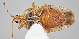   Cysteochila seydeli  female, ventral view; photo: Paul Langlois, USDA APHIS PPQ ITP Node, bugwood.org 
