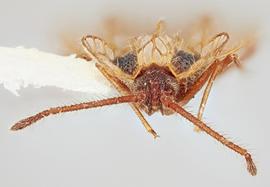   Derephysia foliacea  male, frontal view; photo: Paul Langlois, USDA APHIS PPQ ITP Node, bugwood.org 
