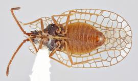  Derephysia foliacea  male, ventral view; photo: Paul Langlois, USDA APHIS PPQ ITP Node, bugwood.org 
