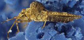   Dichocysta pictipes , lateral view; photo courtesy of USDA APHIS PPQ ITP imageID 
