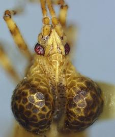   Dichocysta pictipes  head and pronotum, dorsal view; photo courtesy of USDA APHIS PPQ ITP imageID 
