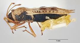   Dictyla convergens , lateral view; photo: Paul Langlois, USDA APHIS PPQ ITP Node, bugwood.org 
