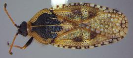  Dictyla echii , dorsal view; photo courtesy of USDA APHIS PPQ ITP imageID 
