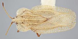   Elasmotropis testacea , dorsal view; photo: Paul Langlois, USDA APHIS PPQ ITP Node, bugwood.org 
