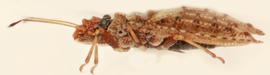   Eocader bouclei , lateral view; photo: Sindhu Krishnankutty 
