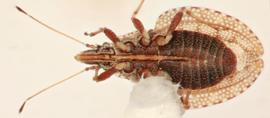   Eocader bouclei , ventral view; photo: Sindhu Krishnankutty 
