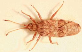   Eritingis nostratis , dorsal view; photo: Sindhu Krishnankutty 
