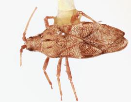   Eritingis nostratis , dorsal view; photo: Sindhu Krishnankutty 
