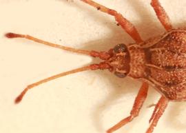   Eritingis nostratis  head, dorsal view; photo: Sindhu Krishnankutty 
