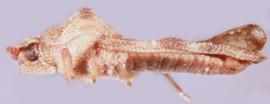   Eritingis nostratis , lateral view; photo: Sindhu Krishnankutty 
