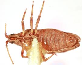   Eritingis nostratis , ventral view; photo: Sindhu Krishnankutty 
