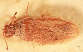   Euaulana ferritincta , dorsal view; photo: Sindhu Krishnankutty 

