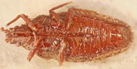   Euaulana ferritincta , ventral view; photo: Sindhu Krishnankutty 
