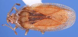   Euaulana tamaniae , dorsal view; photo: courtesy of USDA APHIS PPQ ITP imageID 
