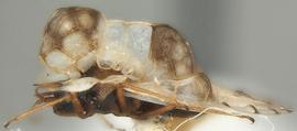   Galeatus scrophicus , lateral view; photo courtesy of USDA APHIS PPQ ITP imageID 
