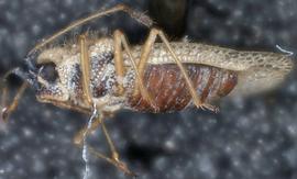   Gargaphia iridescens , lateral view; photo courtesy of USDA APHIS PPQ ITP imageID 
