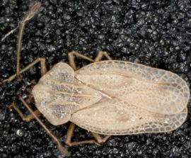   Gargaphia iridescens , dorsal view; photo courtesy of USDA APHIS PPQ ITP imageID 
