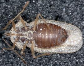   Gargaphia iridescens , ventral view; photo courtesy of USDA APHIS PPQ ITP imageID 
