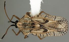   Gargaphia iridescens , dorsal view; photo courtesy of USDA APHIS PPQ ITP imageID 
