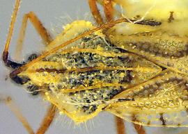   Gargaphia opacula  head and pronotum, dorsal view; photo courtesy of USDA APHIS PPQ ITP imageID 
