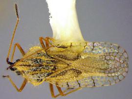   Gargaphia opacula , dorsal view; photo courtesy of USDA APHIS PPQ ITP imageID 
