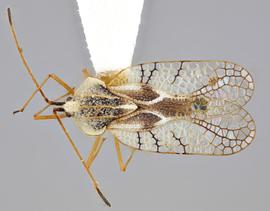   Gargaphia sanchezi  male, dorsal view; photo: Paul Langlois, USDA APHIS PPQ ITP Node, bugwood.org 
