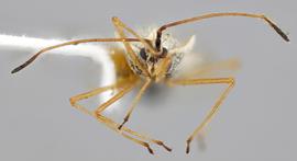   Gargaphia sanchezi  male, frontal view; photo: Paul Langlois, USDA APHIS PPQ ITP Node, bugwood.org 
