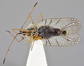   Gargaphia sanchezi  male, ventral view; photo: Paul Langlois, USDA APHIS PPQ ITP Node, bugwood.org 
