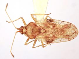   Hegesidemus habrus , dorsal view; photo: Sindhu Krishnankutty 
