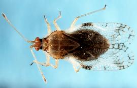   Hegesidemus habrus , dorsal view; photo courtesy of USDA APHIS PPQ ITP imageID 
