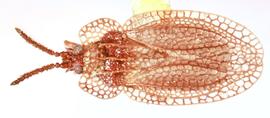   Kalama tricornis , dorsal view; photo: Sindhu Krishnankutty 
