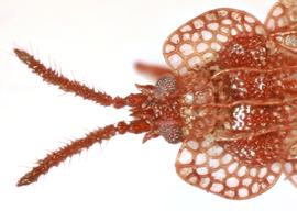   Kalama tricornis  head, dorsal view; photo: Sindhu Krishnankutty 

