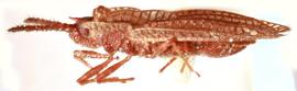   Kalama tricornis , lateral view; photo: Sindhu Krishnankutty 
