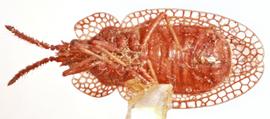  Kalama tricornis , ventral view; photo: Sindhu Krishnankutty 
