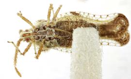   Lasiacantha altimitrata , ventral view; photo: Sindhu Krishnankutty 
