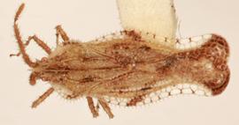   Lasiacantha altimitrata , dorsal view; photo: Sindhu Krishnankutty 
