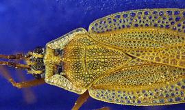   Leptodictya bambusae  head and thorax, dorsal view; photo courtesy of USDA APHIS PPQ ITP imageID 
