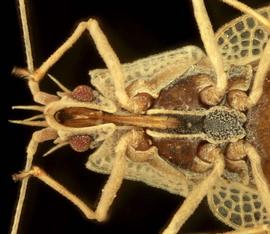   Leptodictya plana  head and thorax, ventral view; photo courtesy of USDA APHIS PPQ ITP imageID 
