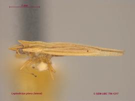  Leptodictya plana , lateral view; photo: Don Griffiths, Spencer Entomological Collection, Beaty Biodiversity Museum, UBC 
