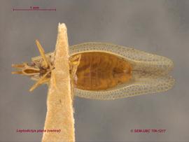   Leptodictya plana , ventral view; photo: Don Griffiths, Spencer Entomological Collection, Beaty Biodiversity Museum, UBC 
