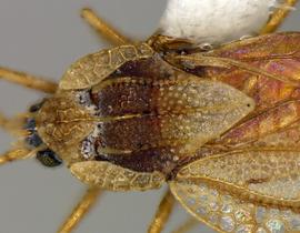   Leptodictya sinaloana  head and thorax, dorsal view; photo courtesy of USDA APHIS PPQ ITP imageID 

