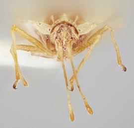   Leptodictya tabida , frontal view; photo: Paul Langlois, USDA APHIS PPQ ITP Node, bugwood.org 
