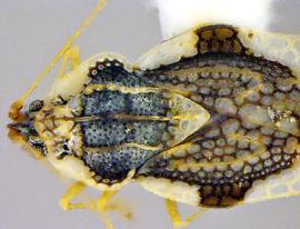   Leptopharsa clitoriae  head and thorax, dorsal view; photo courtesy of USDA APHIS PPQ ITP imageID 
