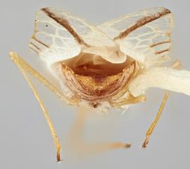   Leptopharsa lineata , caudal view; photo: Paul Langlois, USDA APHIS PPQ ITP Node, bugwood.org 
