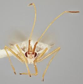  Leptopharsa lineata , frontal view; photo: Paul Langlois, USDA APHIS PPQ ITP Node, bugwood.org 
